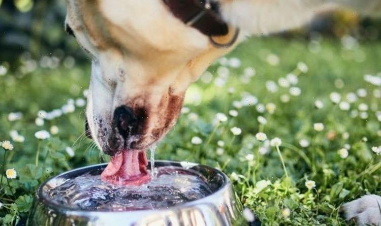 Vets warning to dog owners: Don’t let pets drink from shared water bowls