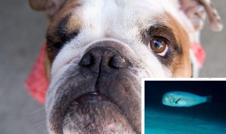 Watch as Bulldog strikes up unlikely friendship – with a fish
