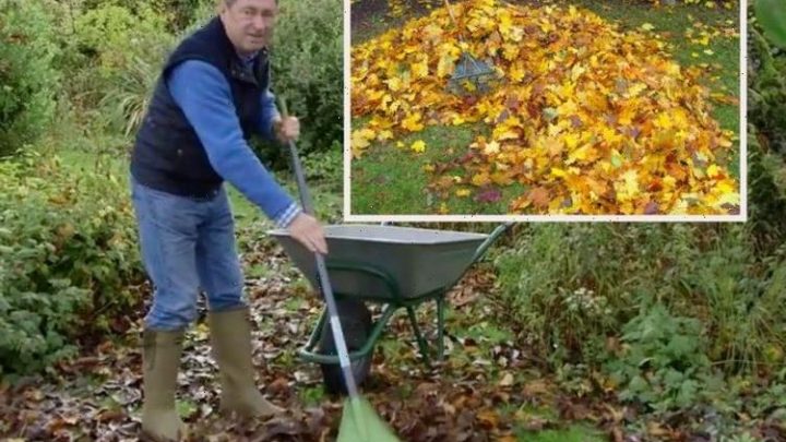 ‘Plants will perish!’ – Alan Titchmarsh warns against prolonging removing autumn leaves