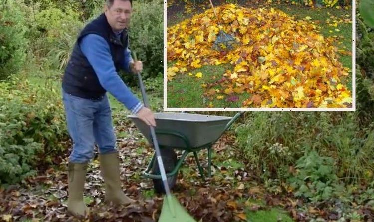 ‘Plants will perish!’ – Alan Titchmarsh warns against prolonging removing autumn leaves