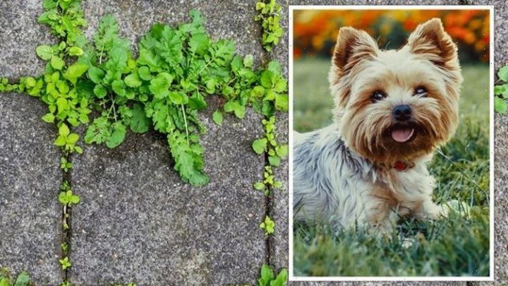 ‘Really does work!’ Mrs Hinch fans share homemade weed killer hack that’s safe for pets