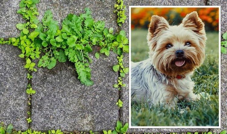 ‘Really does work!’ Mrs Hinch fans share homemade weed killer hack that’s safe for pets