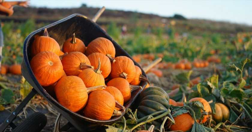 5 of the best pumpkin patches near London for a spooky day out