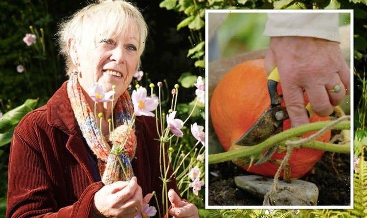 Carol Klein shares how to harvest pumpkins or risk ‘rot during the winter’