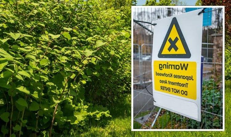 Japanese knotweed warning: Buyer ‘shocked’ after finding weed in garden as UK cases surge