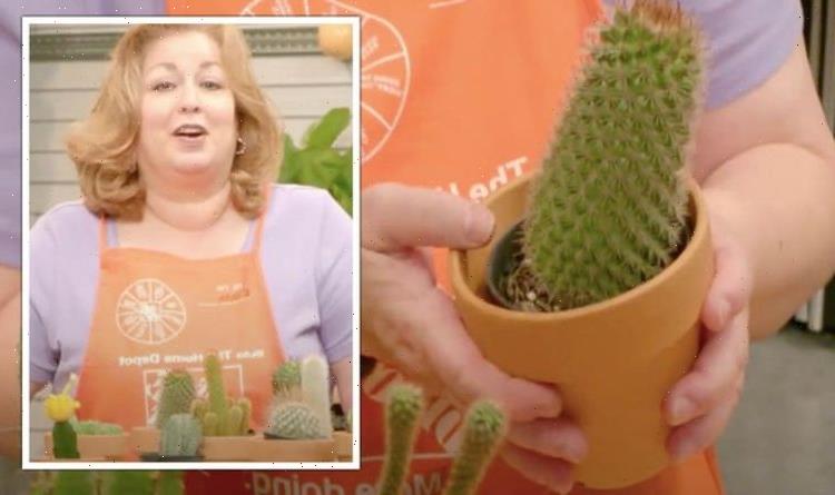 ‘Never water near the stem!’ Houseplant expert shares tips for watering cacti