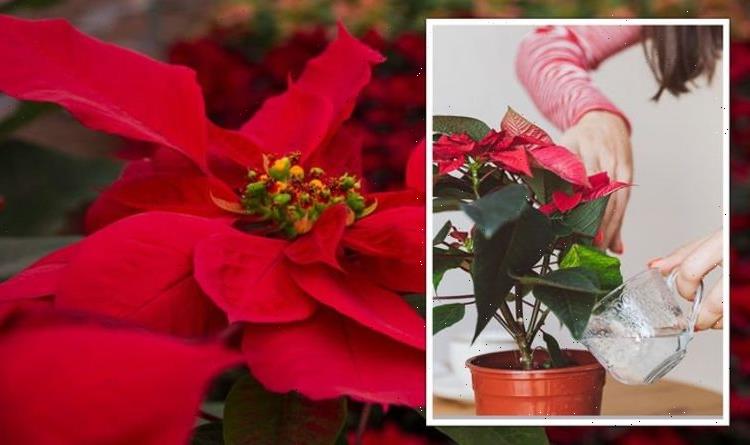 Houseplants: Easiest festive plants to look after including poinsettia – ‘gorgeous’