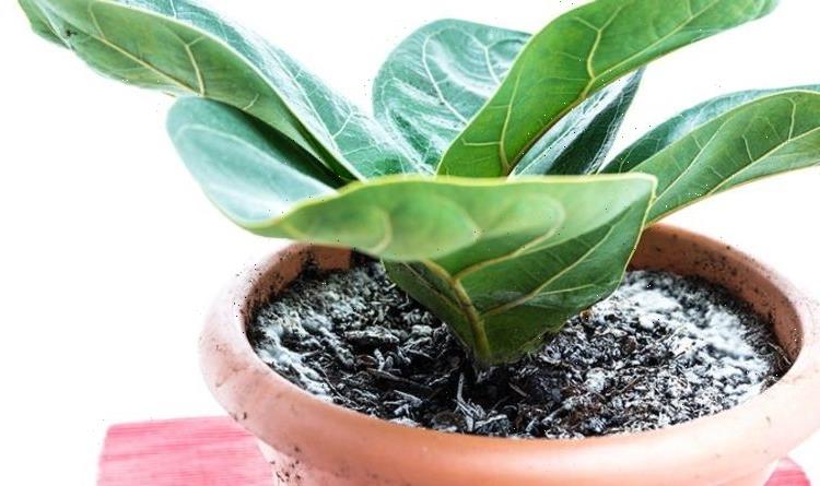 Houseplants: Expert’s unusual household remedy to get rid of mouldy soil ‘Doesn’t damage!’