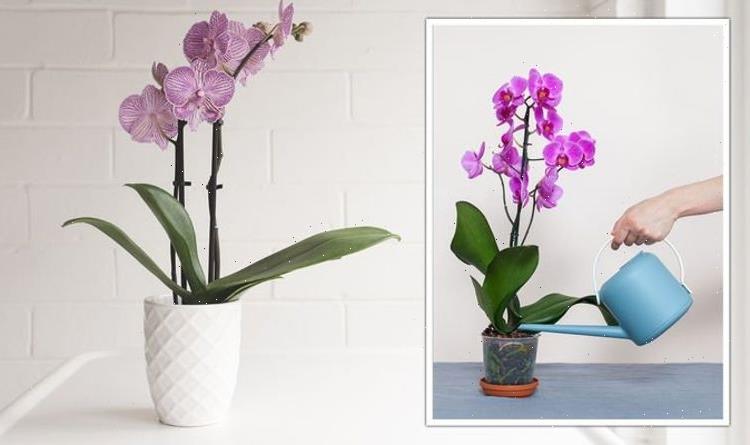 Orchids: Houseplant needs are ‘unique’ and ‘must be treated carefully’ – top care tips