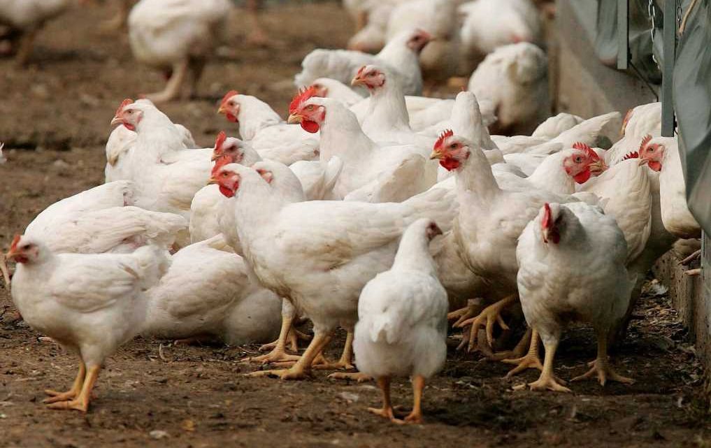 Can humans catch bird flu?