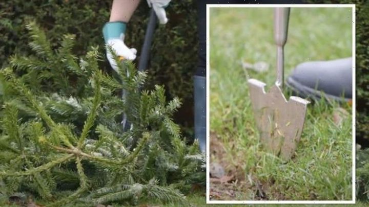 Gardening expert shares jobs to do for January including hack for ‘cleaner, neater’ lawn