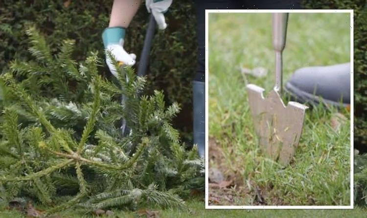 Gardening expert shares jobs to do for January including hack for ‘cleaner, neater’ lawn