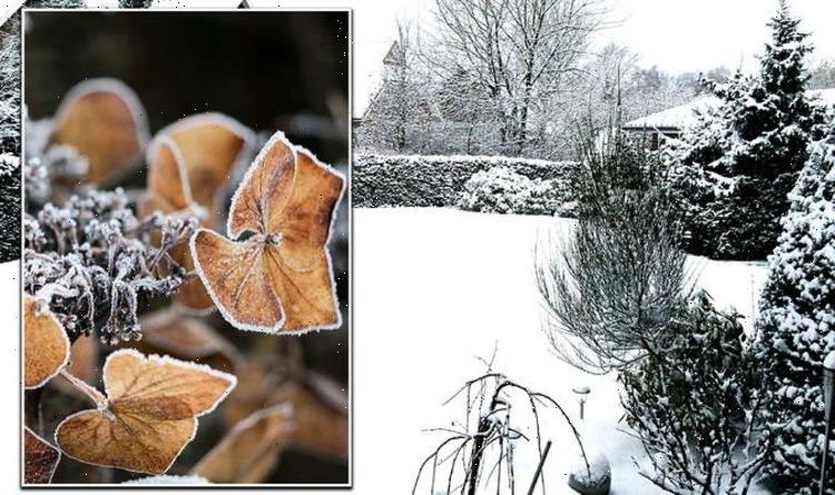 UK snow forecast: The long-term impact of snow and plummeting temperatures on your garden