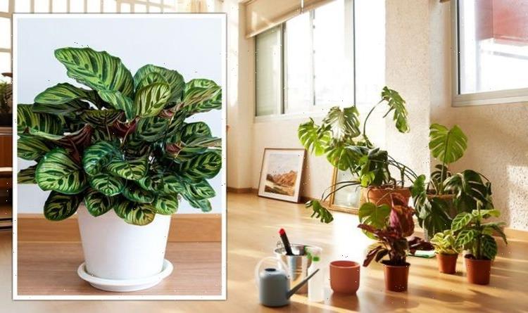 ‘People will be enchanted’: Plant pro shares houseplant trends to ‘look out for’ in 2022
