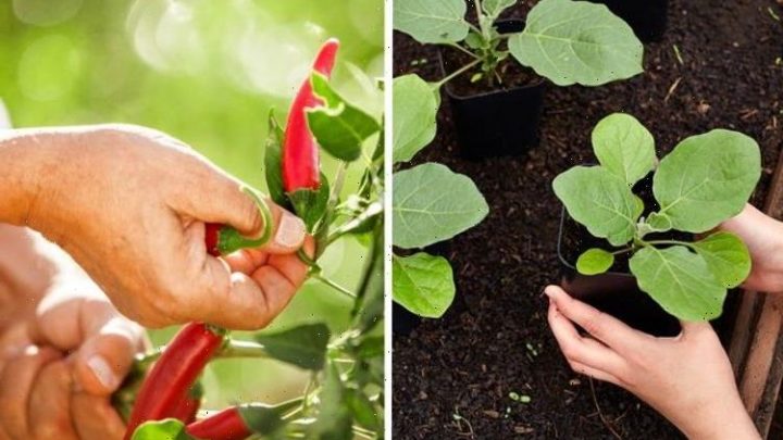 Gardeners’ World experts share which vegetables to plant now for best results come summer