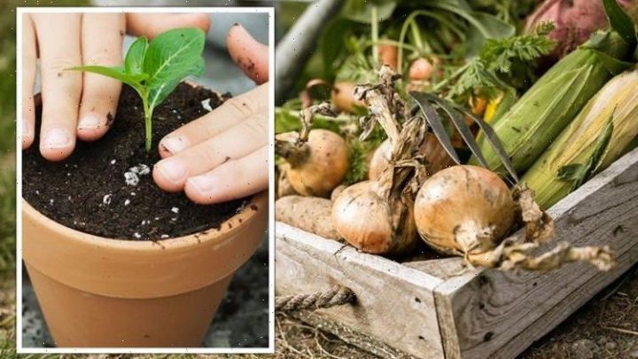 Gardening expert shares her top 4 year-round garden tips – ‘basic but important!’