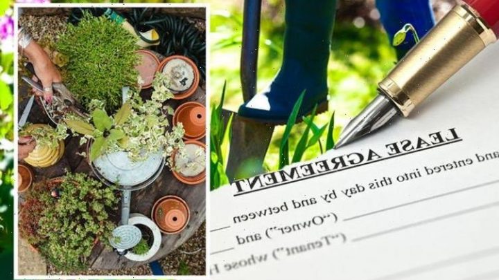 Gardening hacks: How to transform your rented garden without breaking your contract