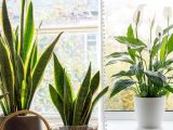 Most dangerous common houseplants to avoid – including peace lily and snake plant