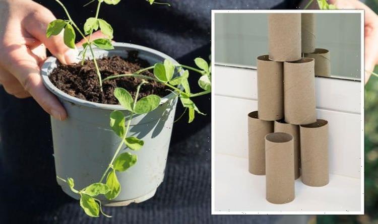 ‘Plenty of space to grow’: Garden expert’s toilet roll hack for sowing sweet peas now