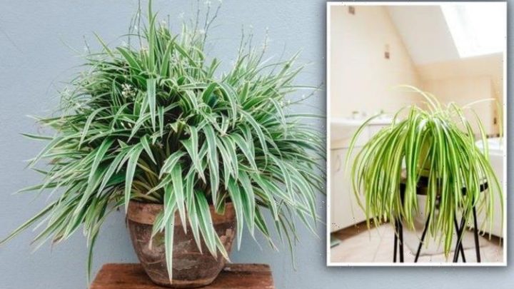 Spider plant: The ‘ideal’ plant to add to your ‘working setup’ – offers many benefits