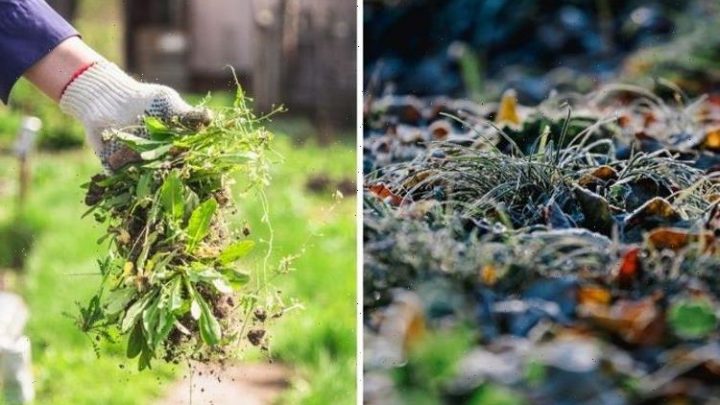 ‘Harder for them to grow’: Gardening pro shares how to get rid of ‘unsightly’ lawn weeds