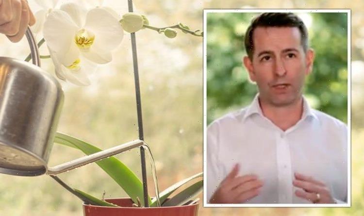 ‘Use an eggcup’: Orchid care expert shares ‘two different ways’ to water orchids