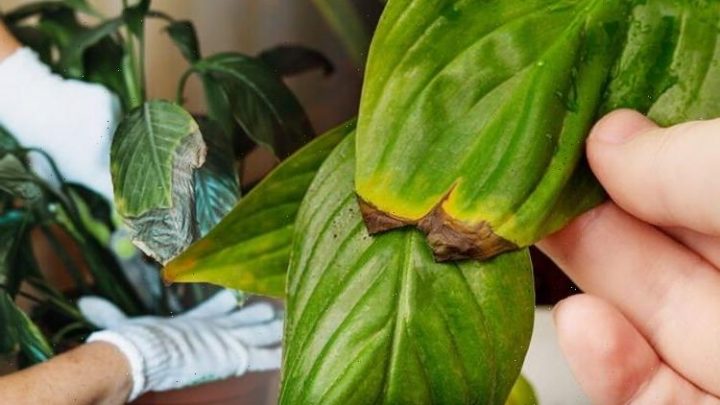 Houseplants: First major warning signs your plant is unwell – what to do next
