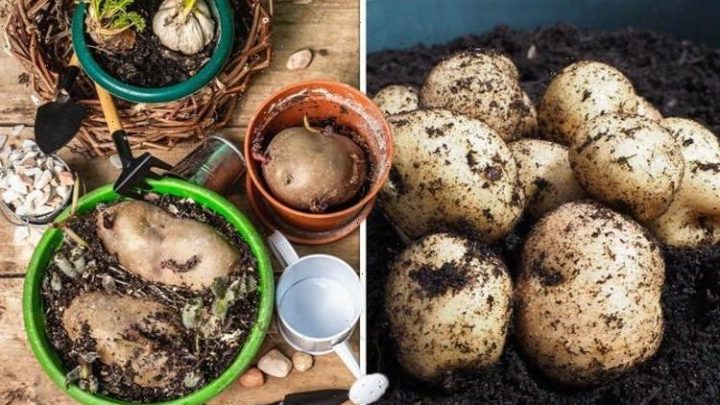 How to plant potatoes in pots – the key method for a perfect crop