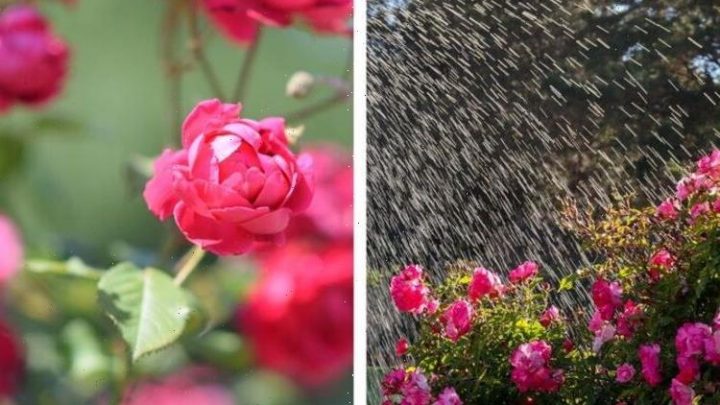 How to water your roses – 4 top tips to help your roses thrive