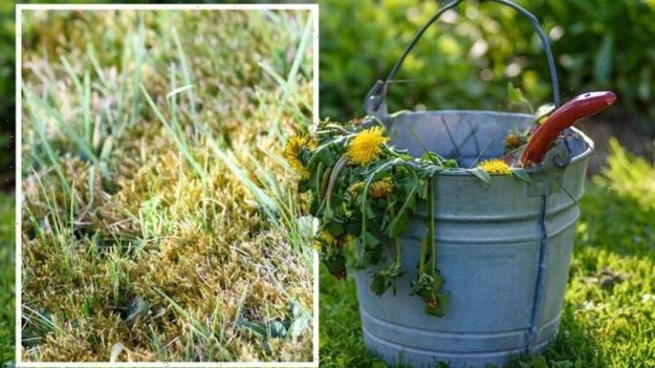 Lawn weeds: Three ways to tell if your garden grass has weeds