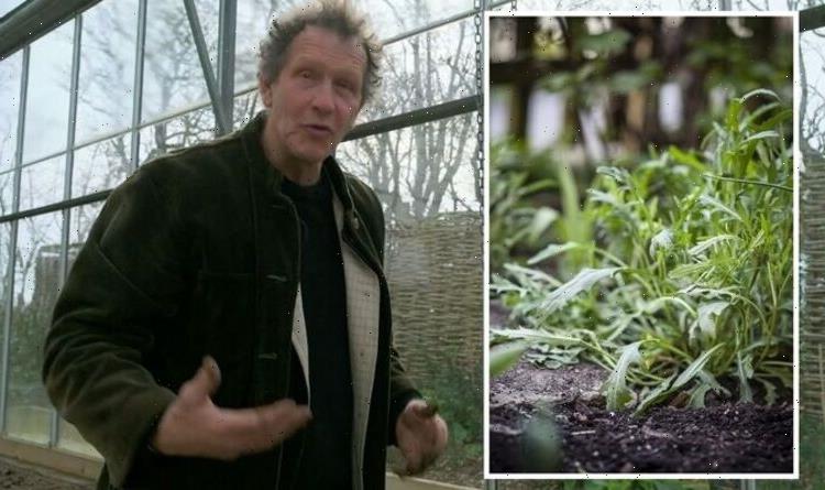 Monty Don: ‘Perfect’ time to plant early salad leaves including rocket – ‘maximum harvest’