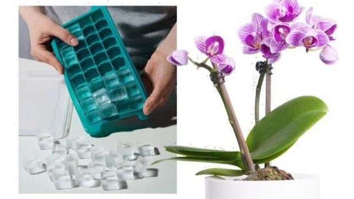 Orchids: ‘It’s freezing water!’ Why you shouldn’t use ice cubes to water ‘tropical plant’