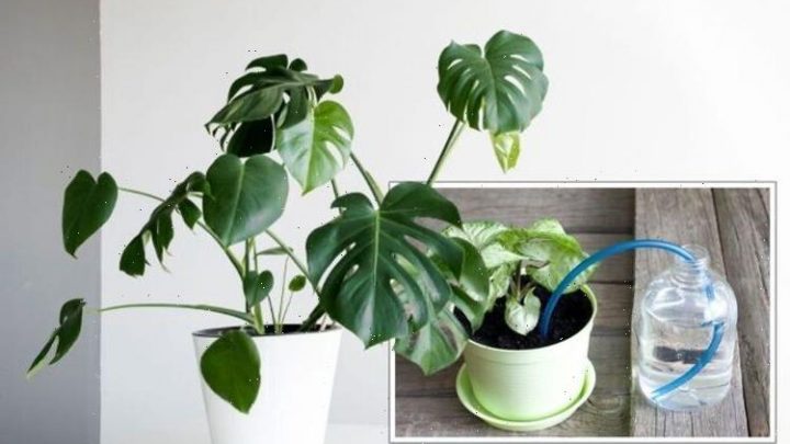 ‘Easy’ hacks for watering your houseplants while away – ‘saves plant from drought stress’