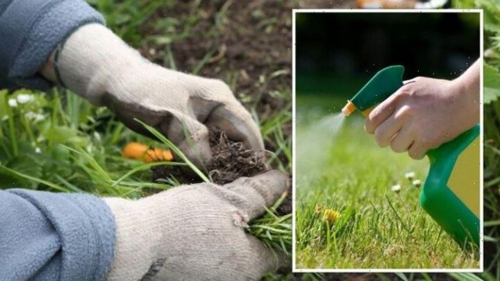‘Kills plant at ground level’: ‘Effective’ 29p ‘trick’ to ‘banish’ weeds from your garden