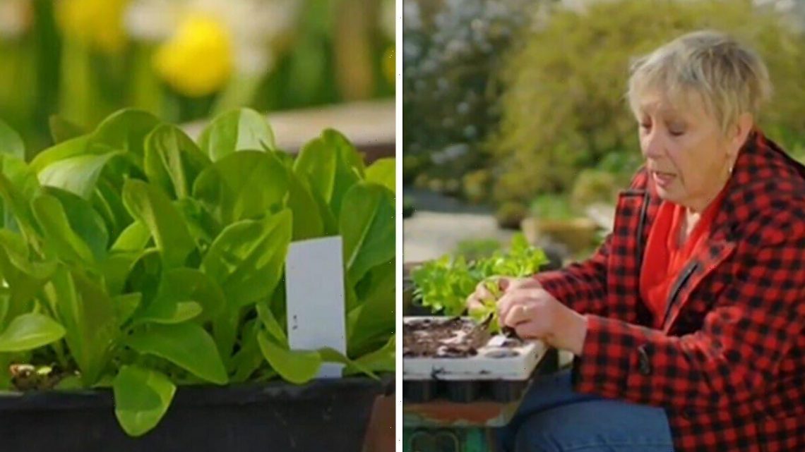 Carol Klein shares ‘really good idea’ to ensure ‘lots of fresh’ lettuce leaves – grow now