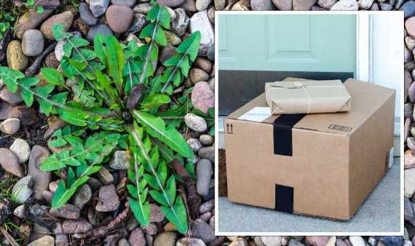 Effective and cheap way to kill garden weeds with free item that comes in the post