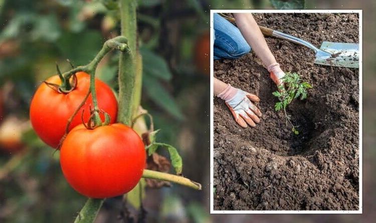 How to get your tomato plant to ‘produce more tomatoes’ – ‘don’t be afraid to water’