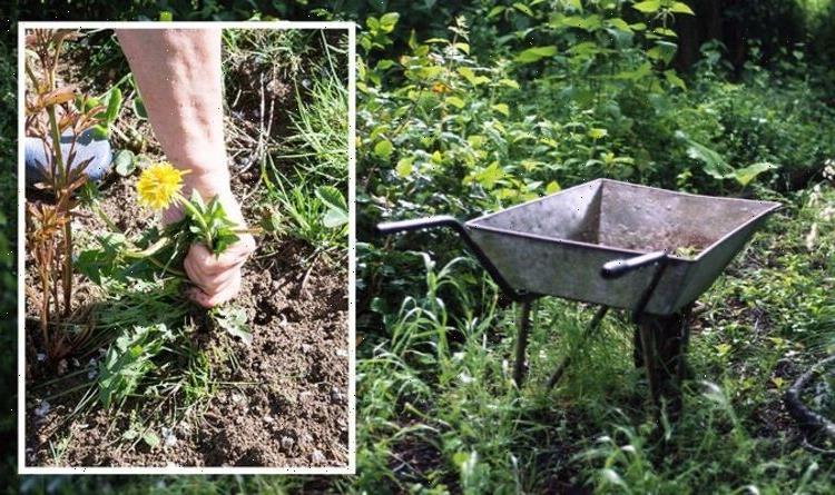 How to kill overgrown weeds – The ‘safest’ way to remove weeds without harming your garden