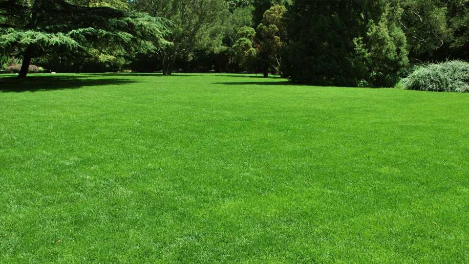 I’m a gardening pro – how to get a super green lawn using a cheap kitchen item