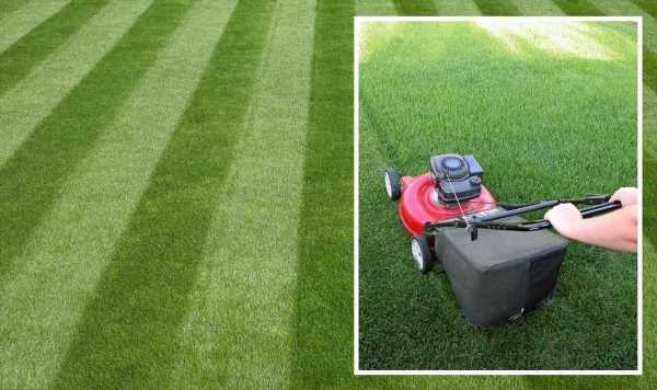 Lawn: The ‘key’ for healthy grass is the ‘one-third rule’ when mowing – ‘luxuriant’