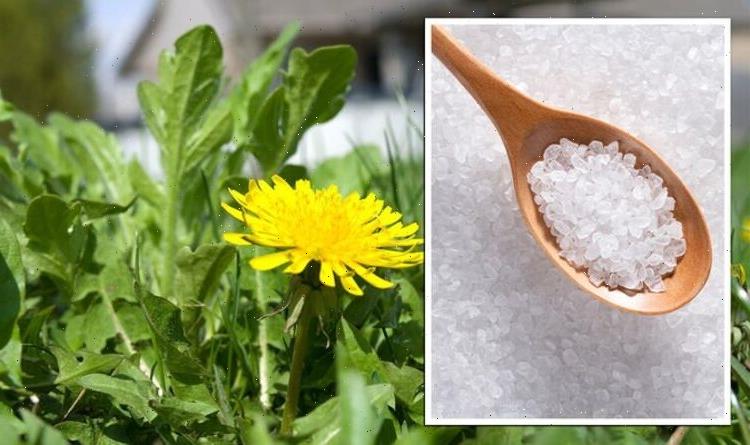 Lawn weeds: Avoid using homemade salt weedkiller on your grass – ‘Be careful’