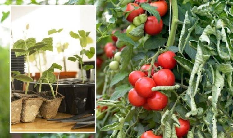 Tomatoes: ‘Blight-resistant’ varieties to grow to avoid ‘pesky disease’ – ‘delicious’