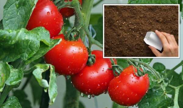 ‘Improves the flavour’: ‘Important’ tips for growing ‘tastier’ tomatoes in your garden