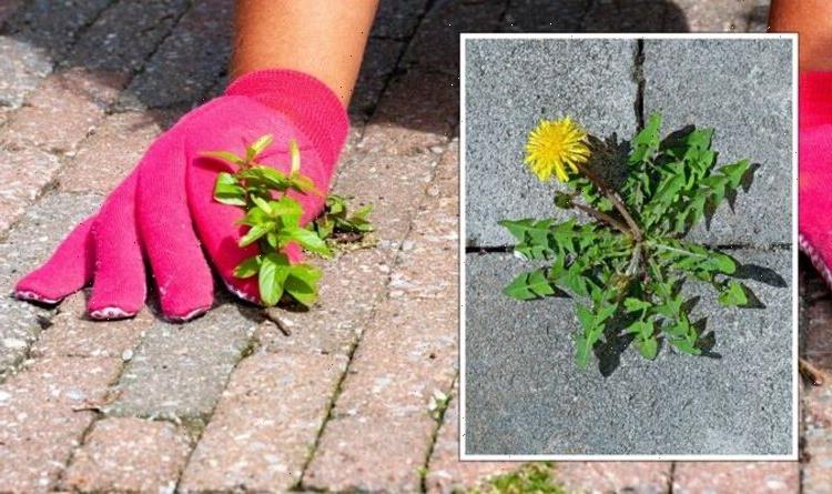 ‘It won’t be coming back’: ‘Effective’ way to get rid of garden weeds for free