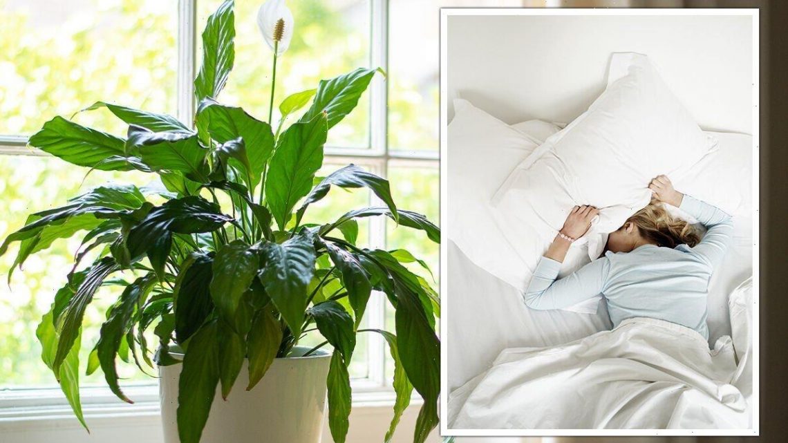 Best houseplants to ‘reduce stress levels’ and help you sleep – ‘removes toxins’