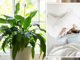 Best houseplants to ‘reduce stress levels’ and help you sleep – ‘removes toxins’