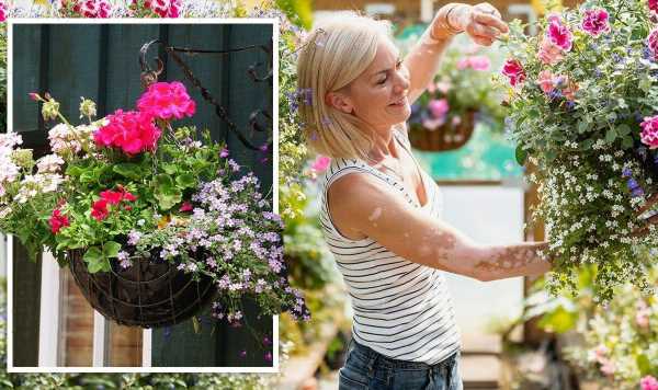 ‘Don’t put them out too early’ Best time to plant hanging baskets for a ‘glorious’ display