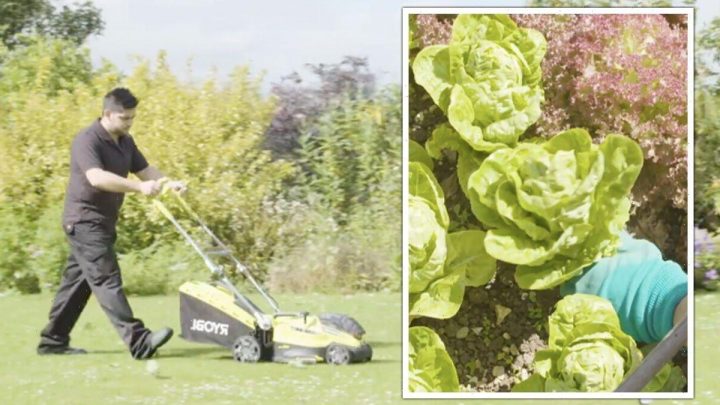 Gardeners must mow lawns ‘weekly’ in June to ‘reduce stress’ on grass – June garden tips
