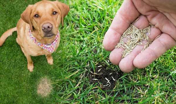 How to get rid of brown patches on your lawn – common causes and remedies