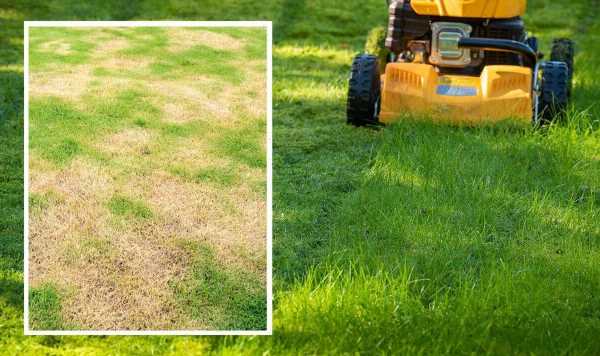 Lawn care: ‘Instantly’ repair brown patches and get grass ‘growing aggressively’